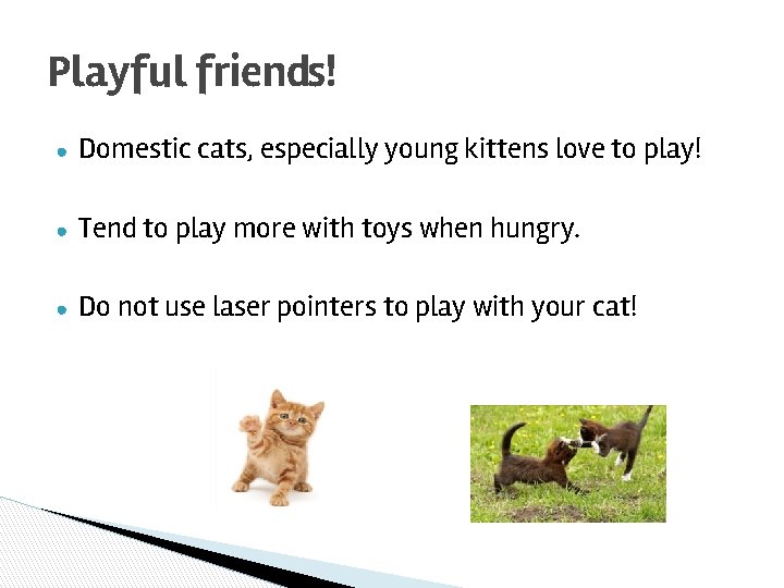 Playful friends! ● Domestic cats, especially young kittens love to play! ● Tend to