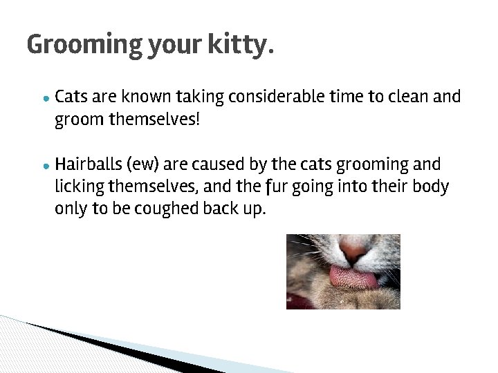 Grooming your kitty. ● Cats are known taking considerable time to clean and groom