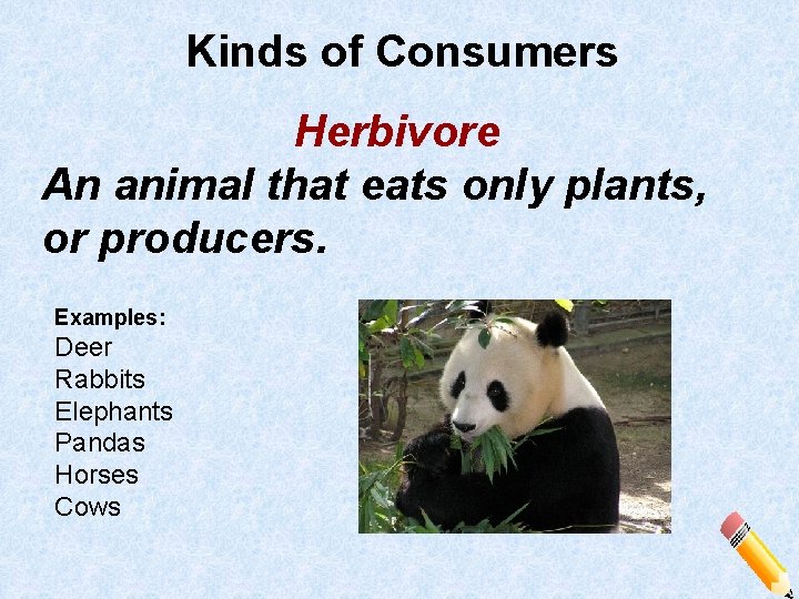 Kinds of Consumers Herbivore An animal that eats only plants, or producers. Examples: Deer
