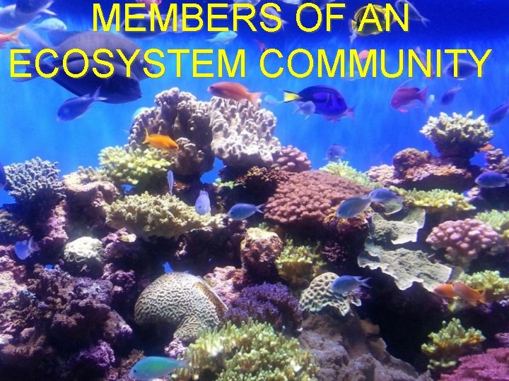 MEMBERS OF AN ECOSYSTEM COMMUNITY 