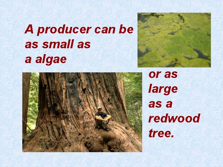 A producer can be as small as a algae or as large as a