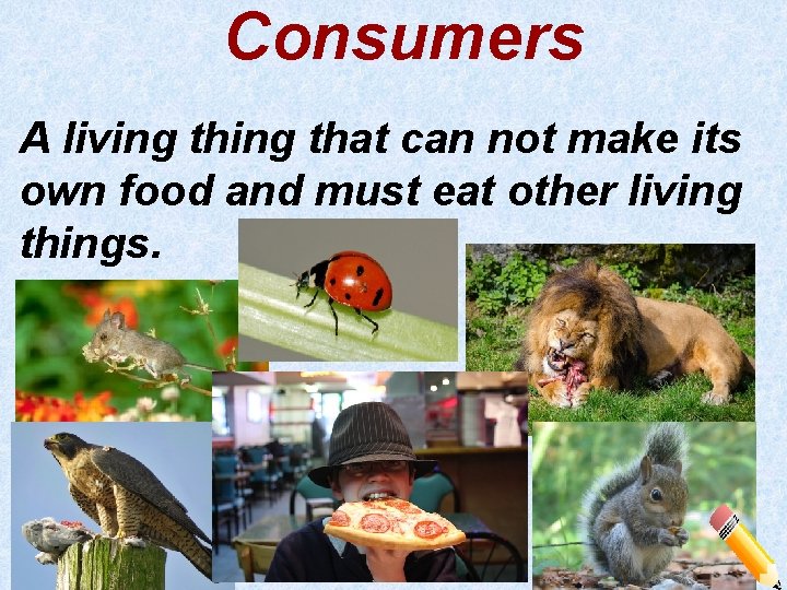 Consumers A living that can not make its own food and must eat other