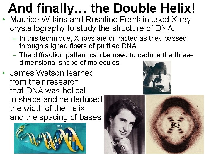 And finally… the Double Helix! • Maurice Wilkins and Rosalind Franklin used X-ray crystallography