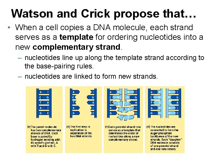 Watson and Crick propose that… • When a cell copies a DNA molecule, each