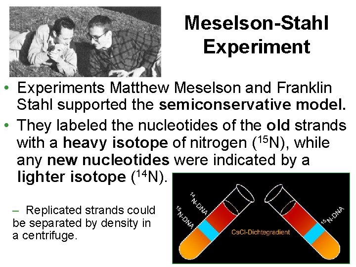 Meselson-Stahl Experiment • Experiments Matthew Meselson and Franklin Stahl supported the semiconservative model. •