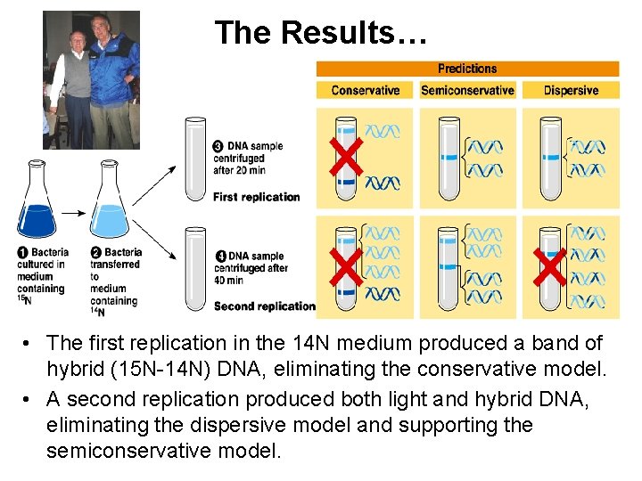 The Results… • The first replication in the 14 N medium produced a band
