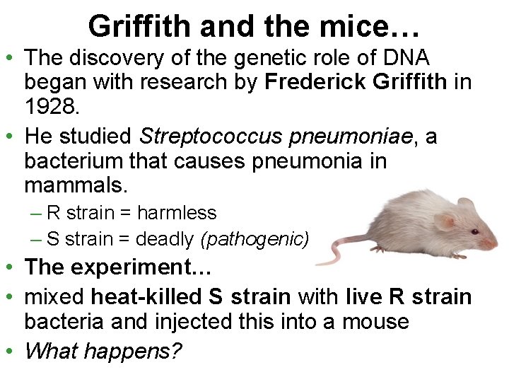 Griffith and the mice… • The discovery of the genetic role of DNA began
