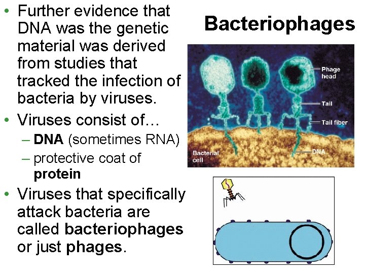  • Further evidence that DNA was the genetic material was derived from studies