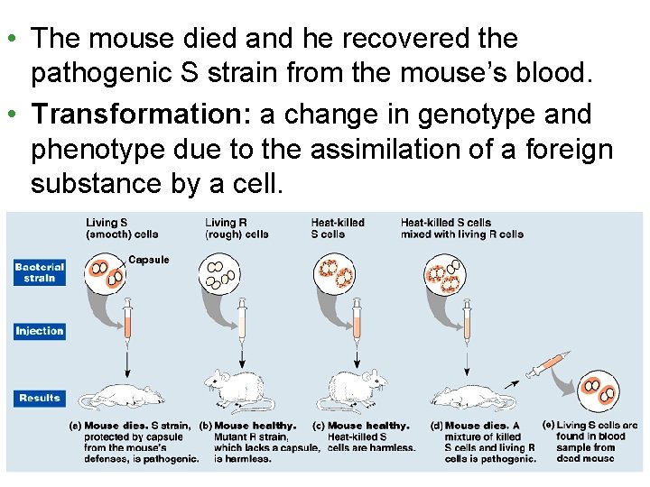  • The mouse died and he recovered the pathogenic S strain from the