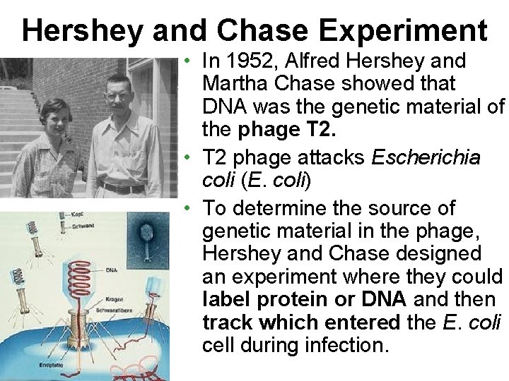Hershey and Chase Experiment • In 1952, Alfred Hershey and Martha Chase showed that