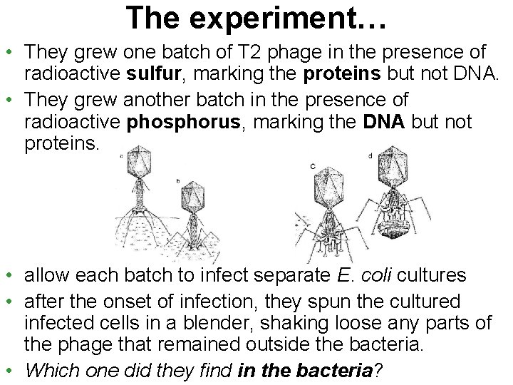 The experiment… • They grew one batch of T 2 phage in the presence