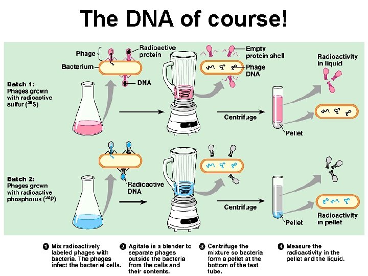 The DNA of course! 