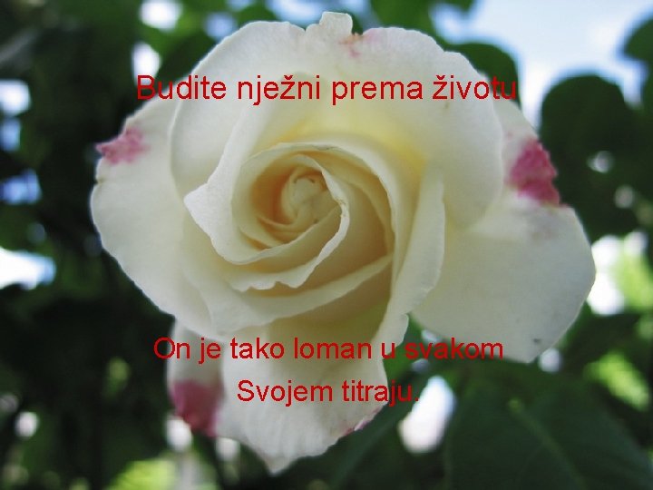 Budite nježni prema životu On je tako loman u svakom Svojem titraju. 