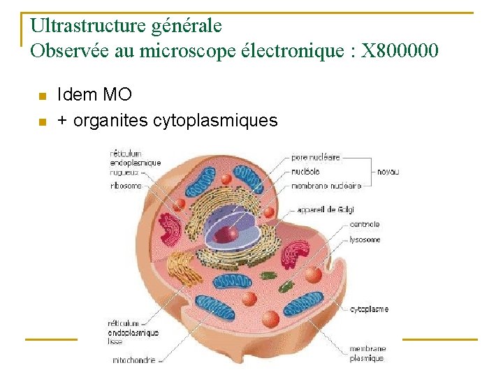 unit-denseignement-2-1-s-1-biologie-fondamentale
