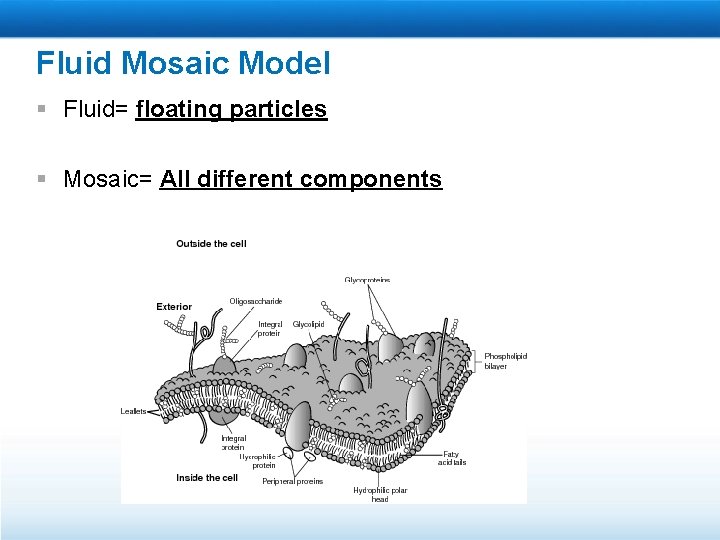 Fluid Mosaic Model § Fluid= floating particles § Mosaic= All different components 