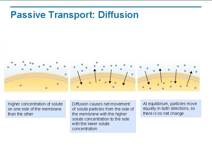 Passive Transport: Diffusion Solutes Outside Cell Membrane Inside Cell Higher concentration of solute on