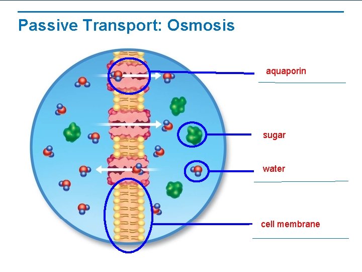 Passive Transport: Osmosis aquaporin sugar water cell membrane 