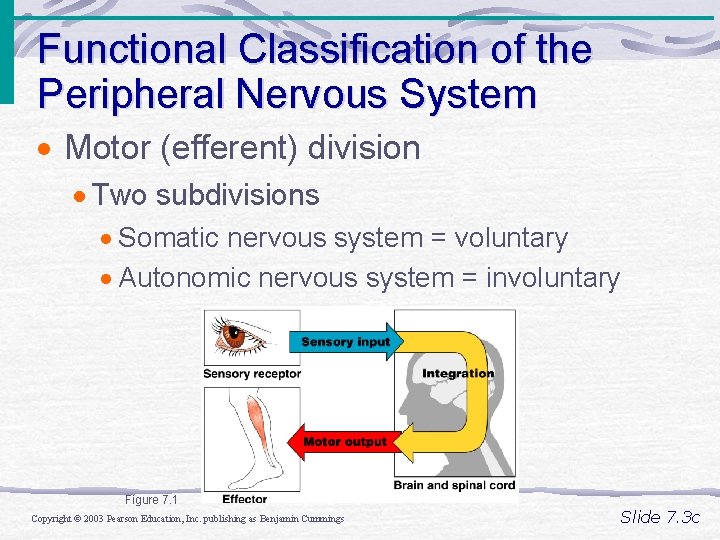 Functional Classification of the Peripheral Nervous System · Motor (efferent) division · Two subdivisions Functional Classification of the Peripheral Nervous System · Motor (efferent) division · Two subdivisions