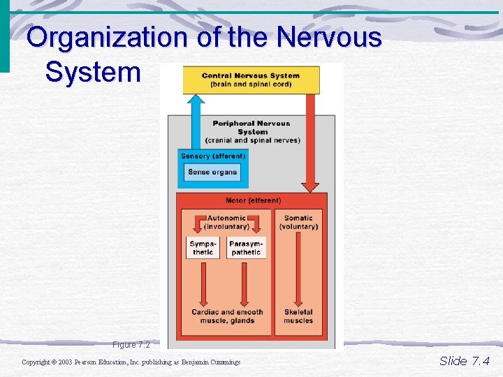 Organization of the Nervous System Figure 7. 2 Copyright © 2003 Pearson Education, Inc. Organization of the Nervous System Figure 7. 2 Copyright © 2003 Pearson Education, Inc.