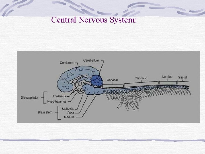 Central Nervous System: Central Nervous System:
