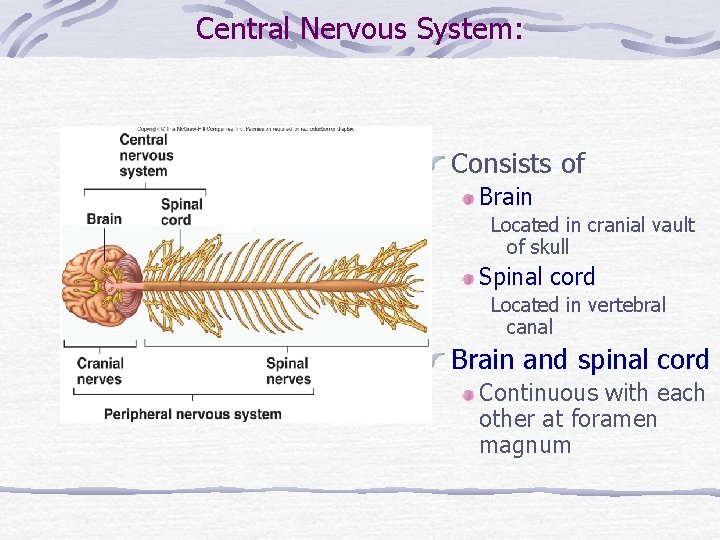 Central Nervous System: Consists of Brain Located in cranial vault of skull Spinal cord Central Nervous System: Consists of Brain Located in cranial vault of skull Spinal cord