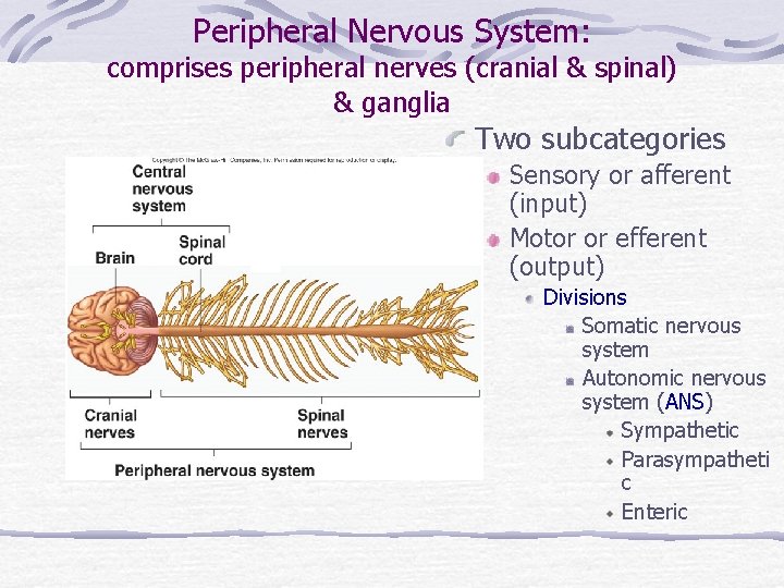 Peripheral Nervous System: comprises peripheral nerves (cranial & spinal) & ganglia Two subcategories Sensory Peripheral Nervous System: comprises peripheral nerves (cranial & spinal) & ganglia Two subcategories Sensory