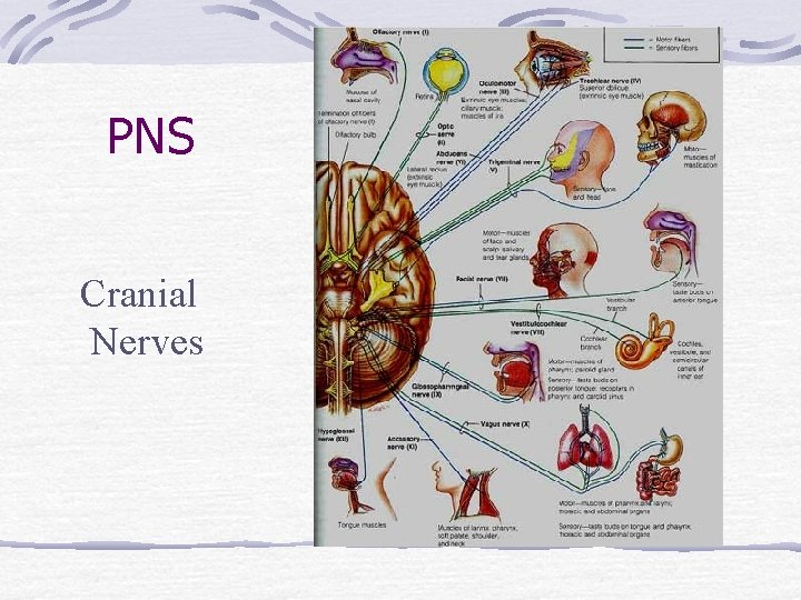 PNS Cranial Nerves PNS Cranial Nerves
