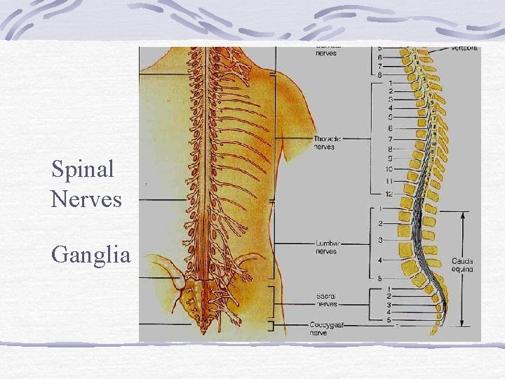 PNS Spinal Nerves Ganglia PNS Spinal Nerves Ganglia