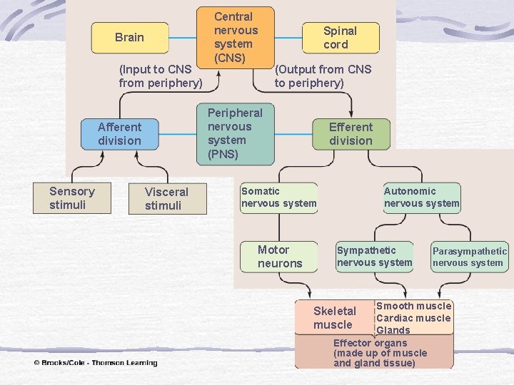 Brain (Input to CNS from periphery) Spinal cord (Output from CNS to periphery) Peripheral Brain (Input to CNS from periphery) Spinal cord (Output from CNS to periphery) Peripheral