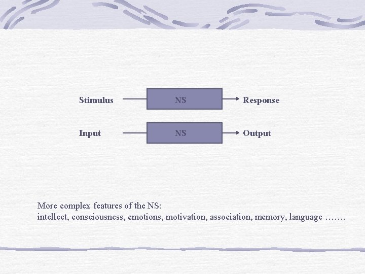 Stimulus NS Response Input NS Output More complex features of the NS: intellect, consciousness, Stimulus NS Response Input NS Output More complex features of the NS: intellect, consciousness,