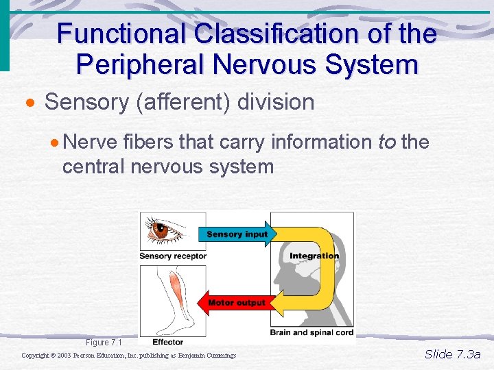 Functional Classification of the Peripheral Nervous System · Sensory (afferent) division · Nerve fibers Functional Classification of the Peripheral Nervous System · Sensory (afferent) division · Nerve fibers