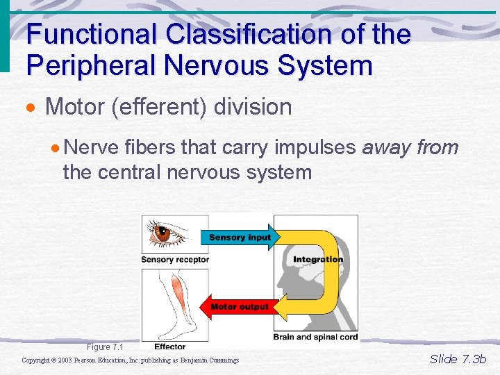 Functional Classification of the Peripheral Nervous System · Motor (efferent) division · Nerve fibers Functional Classification of the Peripheral Nervous System · Motor (efferent) division · Nerve fibers