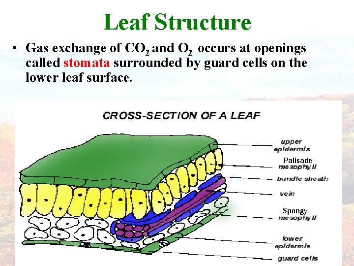 Leaf Structure • Gas exchange of CO 2 and O 2 occurs at openings