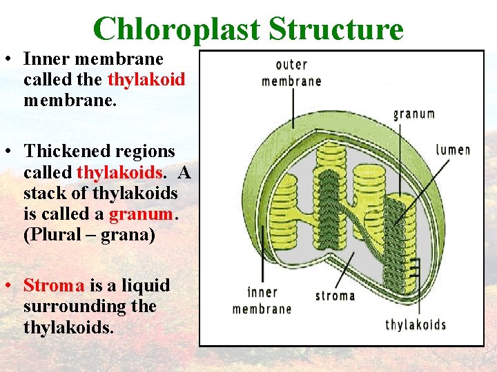 Chloroplast Structure • Inner membrane called the thylakoid membrane. • Thickened regions called thylakoids.