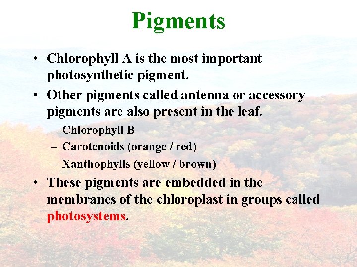Pigments • Chlorophyll A is the most important photosynthetic pigment. • Other pigments called