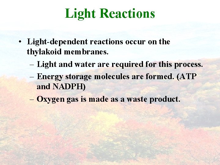 Light Reactions • Light-dependent reactions occur on the thylakoid membranes. – Light and water