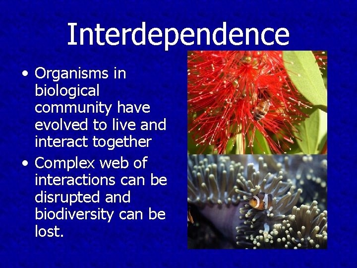 Interdependence • Organisms in biological community have evolved to live and interact together •