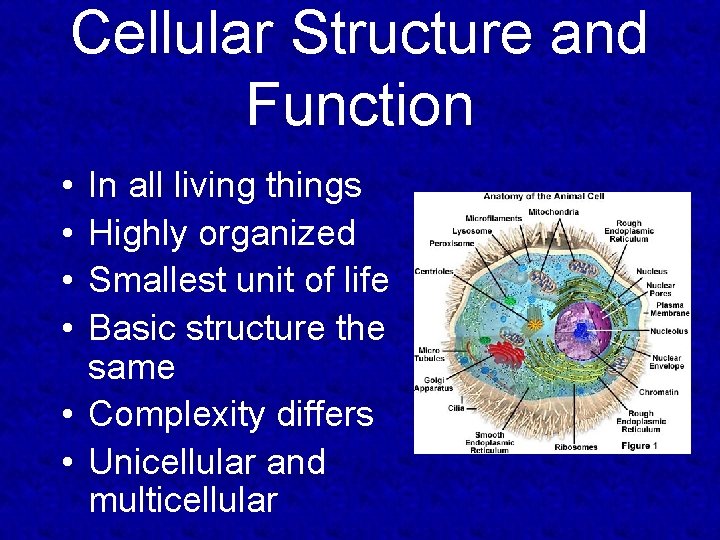 Cellular Structure and Function • • In all living things Highly organized Smallest unit