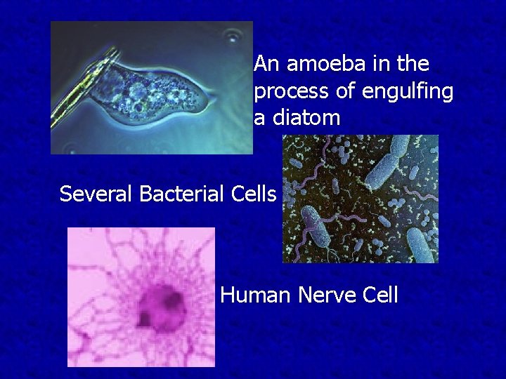 An amoeba in the process of engulfing a diatom Several Bacterial Cells Human Nerve