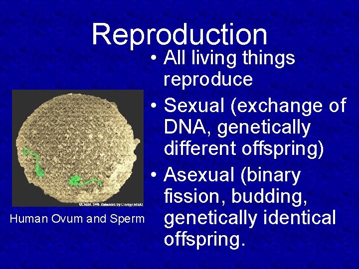 Reproduction • All living things reproduce • Sexual (exchange of DNA, genetically different offspring)
