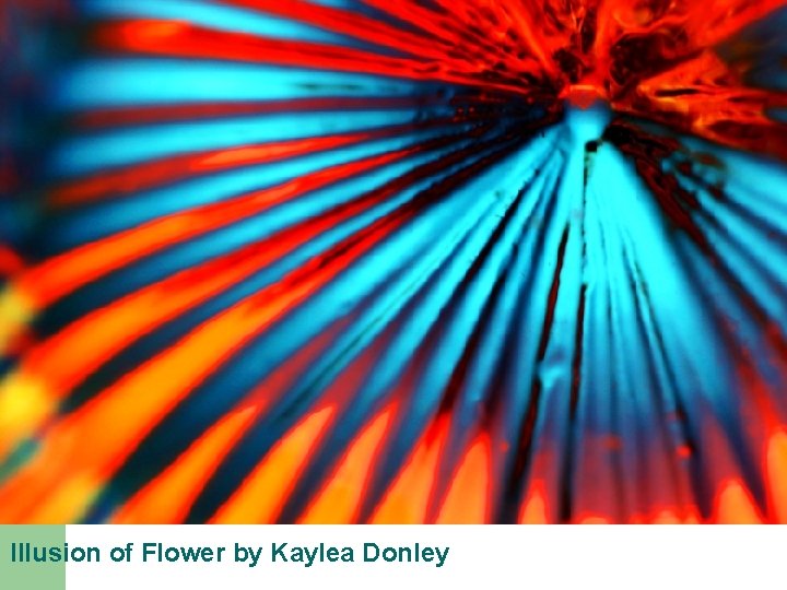 Illusion of Flower by Kaylea Donley  Illusion of Flower by Kaylea Donley