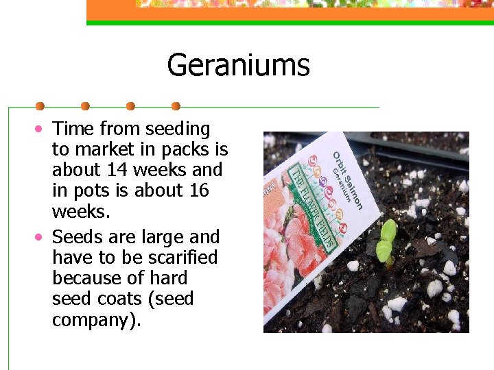 Geraniums • Time from seeding to market in packs is about 14 weeks and
