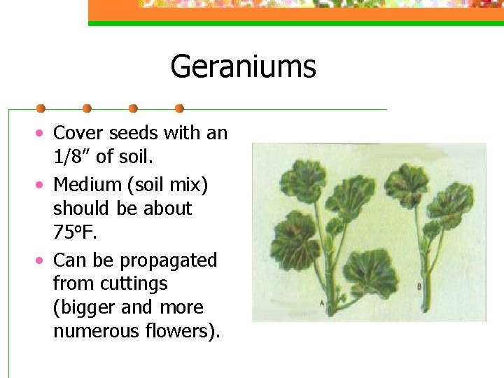 Geraniums • Cover seeds with an 1/8” of soil. • Medium (soil mix) should