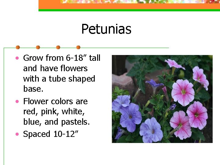Petunias • Grow from 6 -18” tall and have flowers with a tube shaped