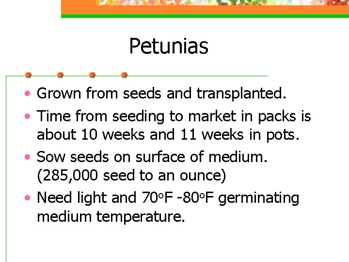 Petunias • Grown from seeds and transplanted. • Time from seeding to market in