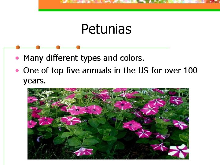 Petunias • Many different types and colors. • One of top five annuals in