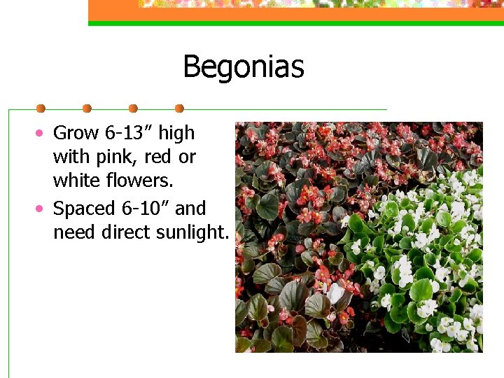 Begonias • Grow 6 -13” high with pink, red or white flowers. • Spaced