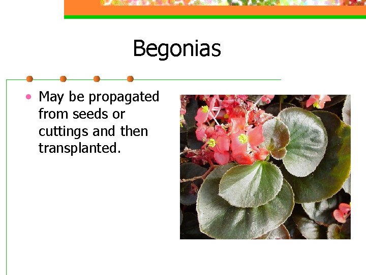 Begonias • May be propagated from seeds or cuttings and then transplanted. 