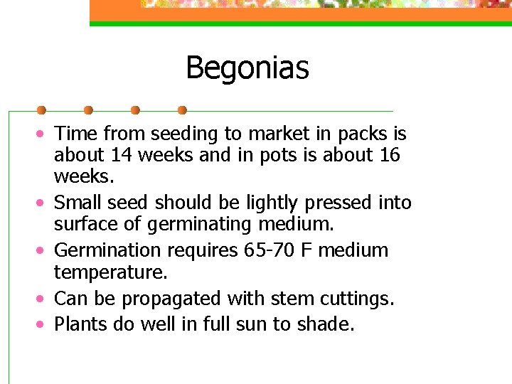 Begonias • Time from seeding to market in packs is about 14 weeks and