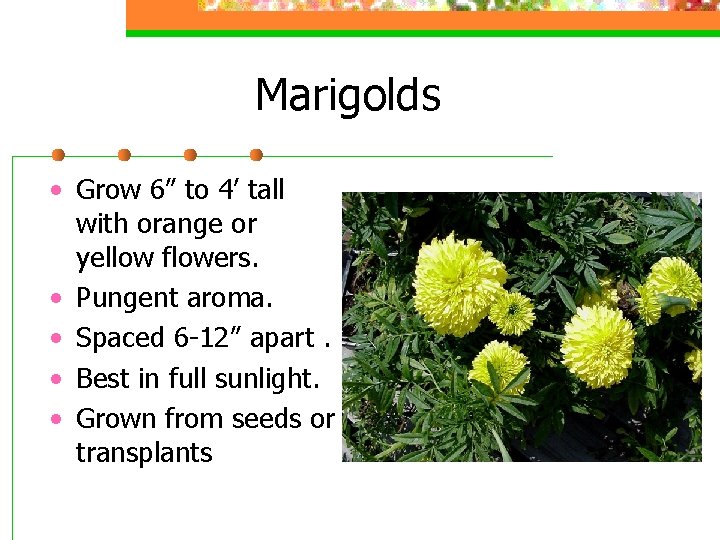 Marigolds • Grow 6” to 4’ tall with orange or yellow flowers. • Pungent